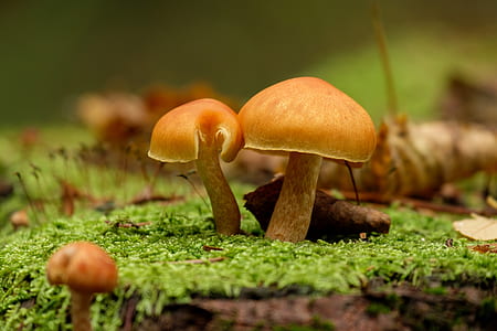 selective focus photography of brown mushrooms thumbnail