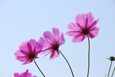 shallow focus photography of purple flowers thumbnail
