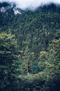 forest covered with fog thumbnail