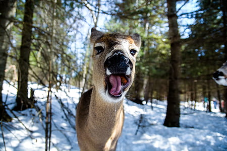 selective focus photography of animal near trees thumbnail