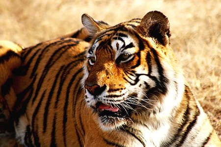 Indian Tiger thumbnail