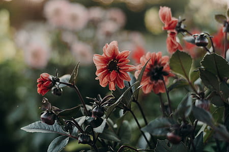 Red Petal Flowers thumbnail