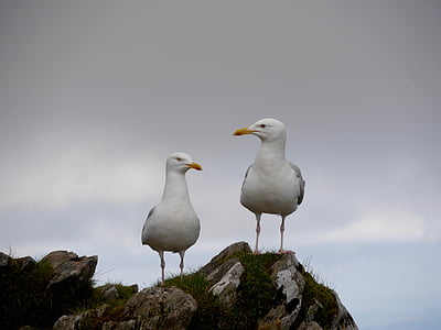 two white birds on cliff\ thumbnail