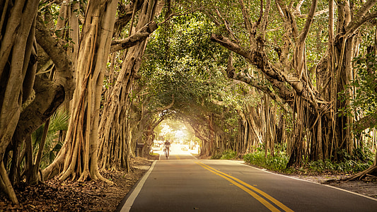 photo of person riding bike passing road surrounded with trees thumbnail