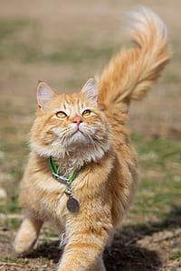 selective focus photography of orange tabby cat thumbnail