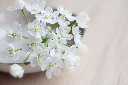 white petaled flower thumbnail
