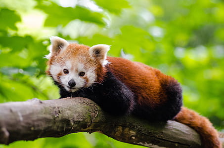 Red Panda thumbnail