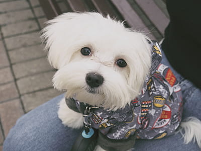White Long Cot Puppy on Lap thumbnail