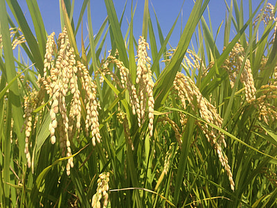 rice wheat thumbnail