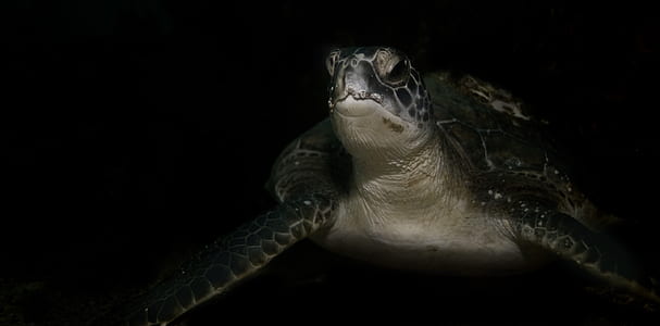 low light photography of brown turtle thumbnail