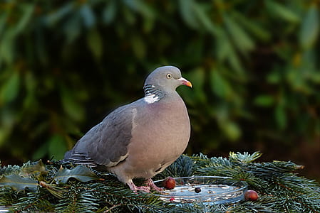 black and gray pigeon standing on green leaf plant thumbnail