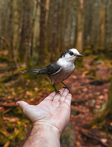 white bird standing on person's left hand thumbnail