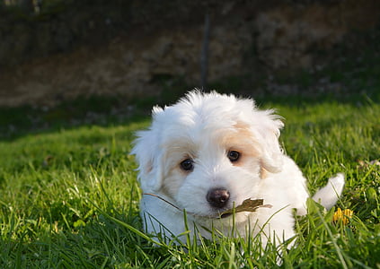 curly-coated white puppy on green grass during daytime thumbnail