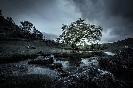 green tree near body of water under cloudy sky thumbnail