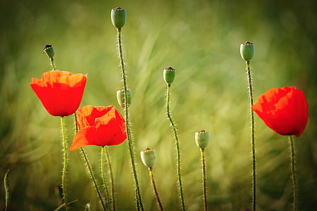 selective focus photography of red common poppy flowers thumbnail
