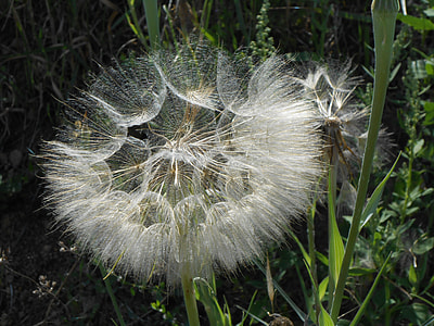 Dandelion, Flower thumbnail