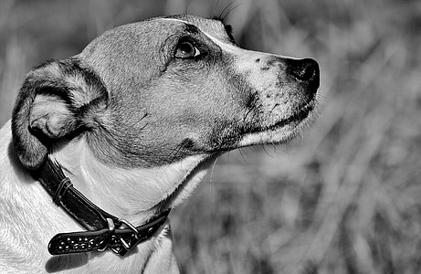 greyscale photography of Jack Russell terrier thumbnail