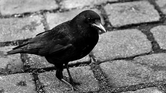 black crow on gray concrete road thumbnail