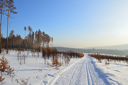 brown trees surrounded by snow thumbnail