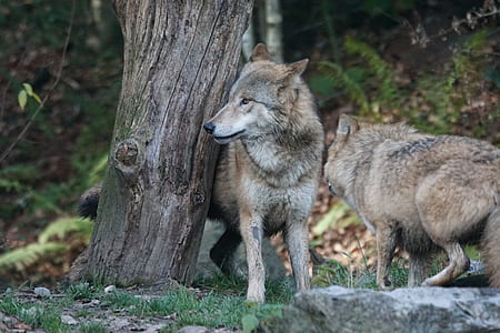 two grey wolves near tree thumbnail