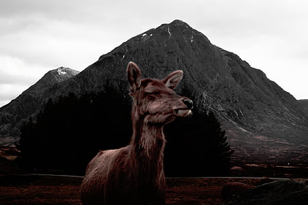 brown animal near mountain thumbnail