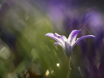 selective focus photography of purple trumpet flower thumbnail