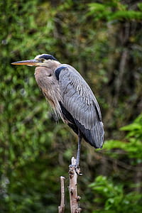 bird, trees, animal, blur thumbnail