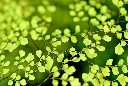 selective focus photography of green leaves thumbnail