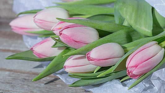 pink and white tulips on brown wooden surface thumbnail