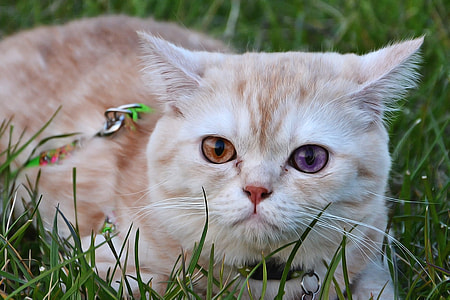 orange tabby cat lying on grass thumbnail