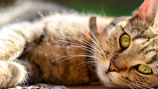 short-coated brown and black cat thumbnail
