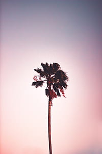 photo of palm tree during day time thumbnail