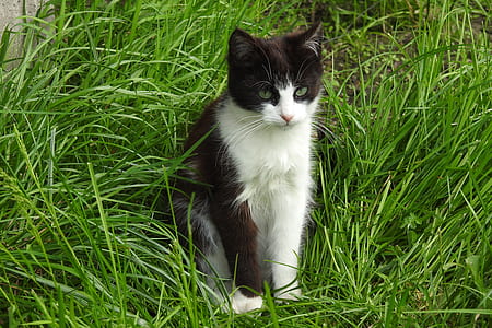 tuxedo cat sitting on green grass during daytime thumbnail