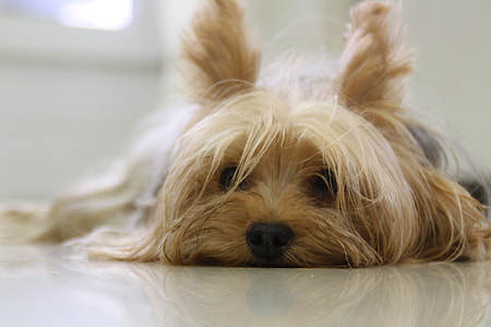 black and tan Yorkshire Terrier laying down on white floor thumbnail
