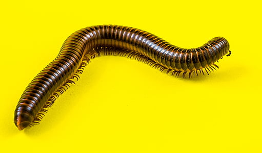 black millipede thumbnail