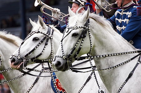 two white horses thumbnail
