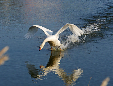 mute swan flying over water thumbnail