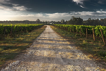 road with green plant under dark sky thumbnail