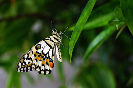 common lime butterfly on green leaf thumbnail