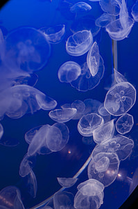 Vancouver Aquarium, Jellyfish thumbnail