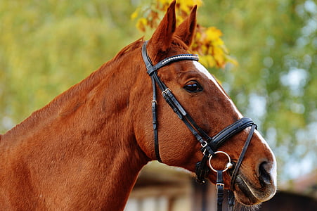brown horse standing near tree thumbnail