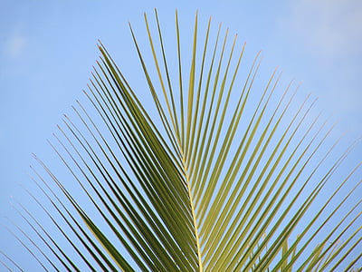 coconut tree leaves thumbnail