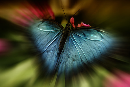 selective focus photography of blue and black butterfly at daytime thumbnail