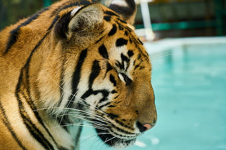 black and brown tiger thumbnail