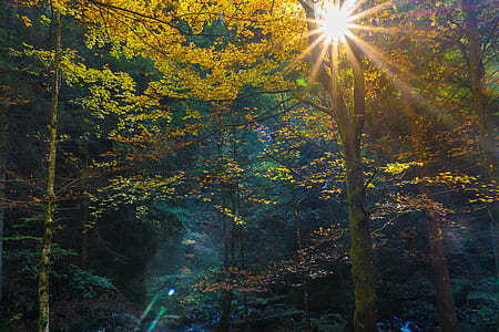 green and yellow leafed trees thumbnail