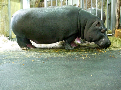 Hippo, Zoo thumbnail