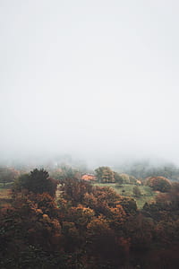 aerial view of brown and green trees during foggy day thumbnail