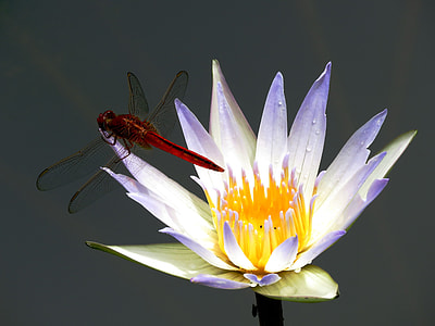 closeup photography of red dragonfly on white and purple petaled flower thumbnail