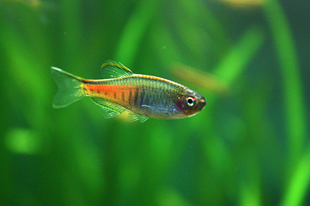 Glowlight Danio - Danio choprai thumbnail