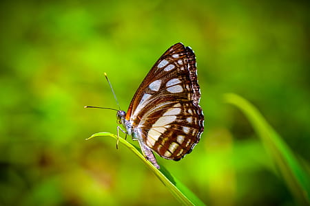 brown butterfly perched on grass thumbnail